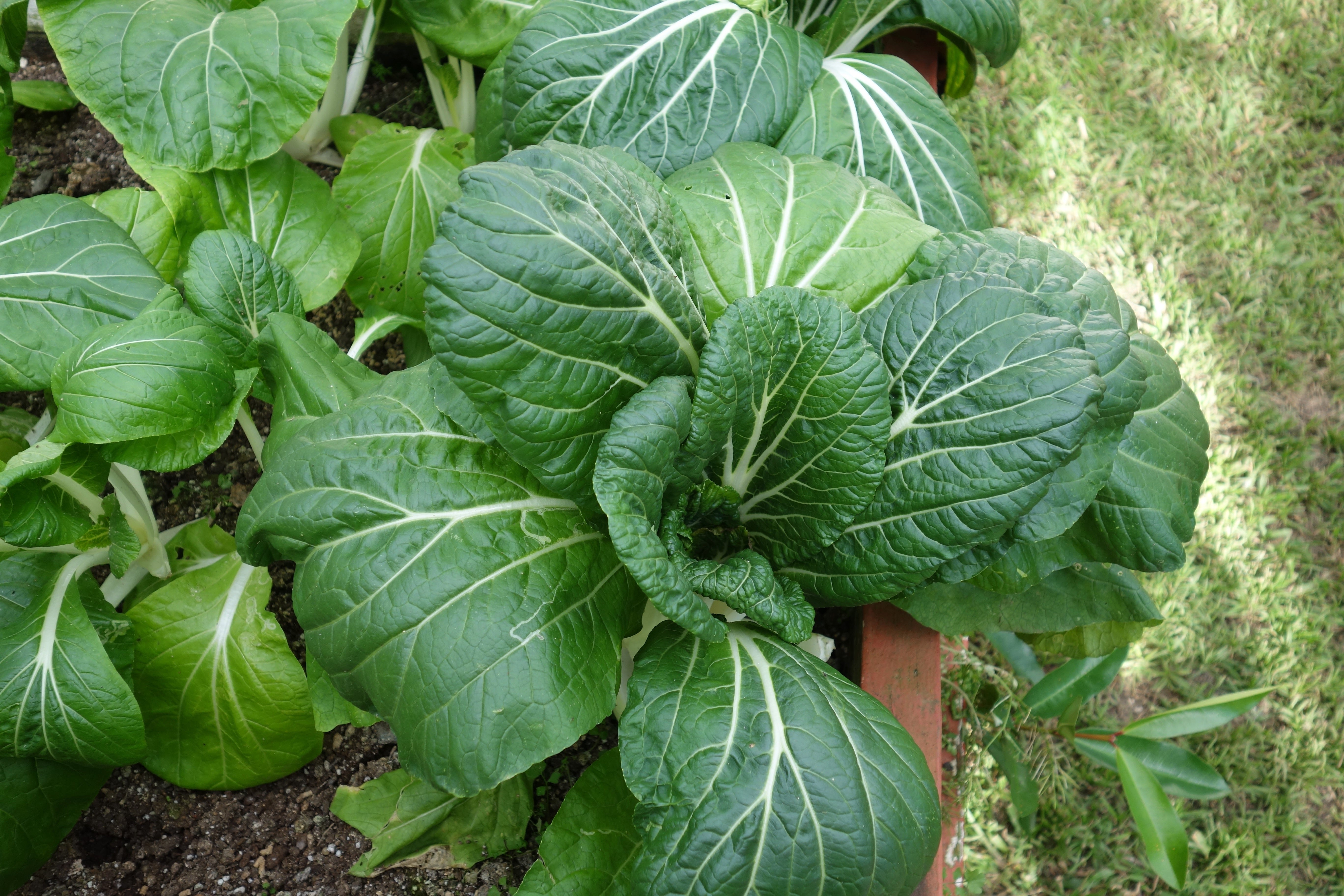 Loveliness of Lettuce. Gardening today at Villa Flores by Ronald C