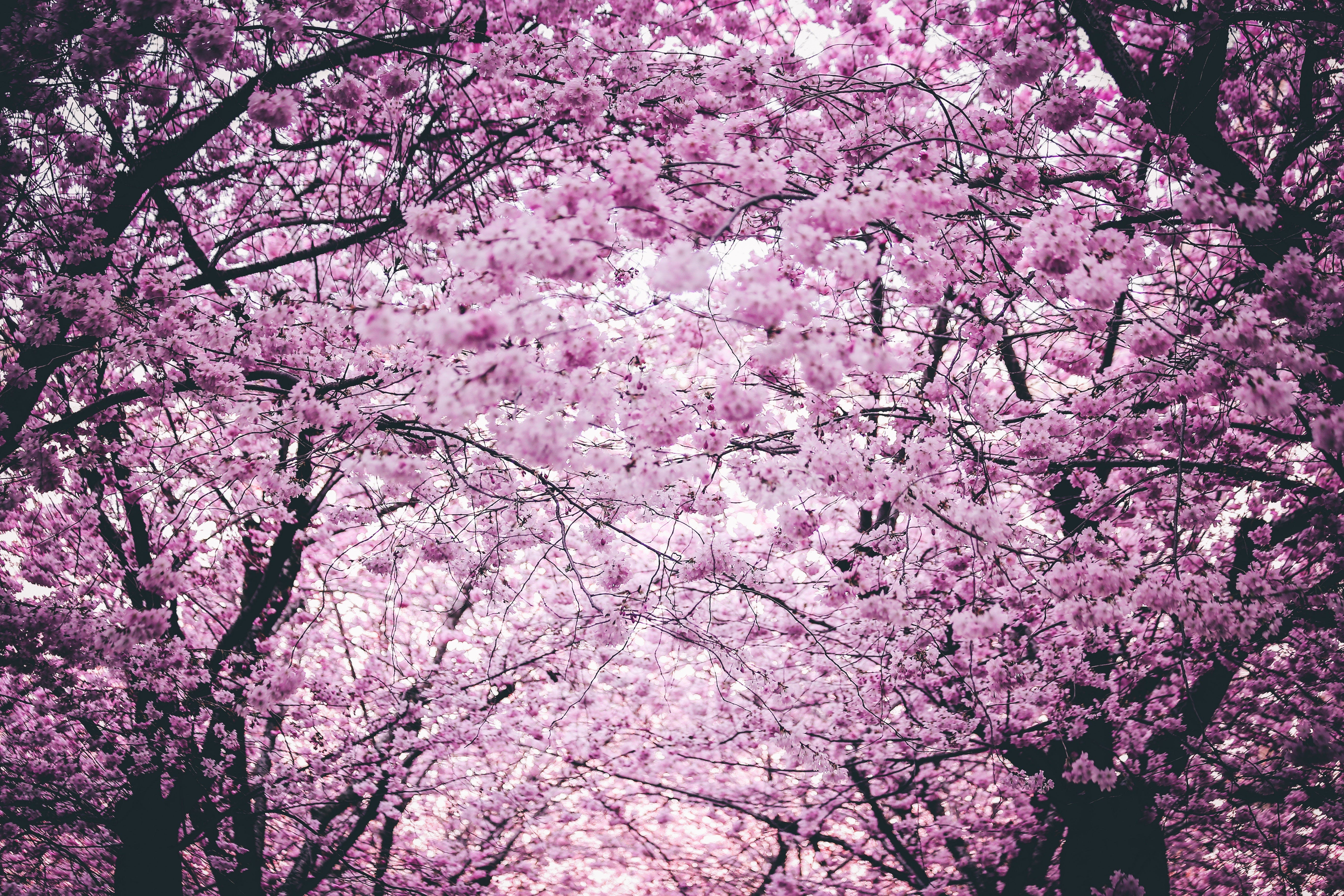 Visualizing Japan cherry blossom season forecast 2018 ...