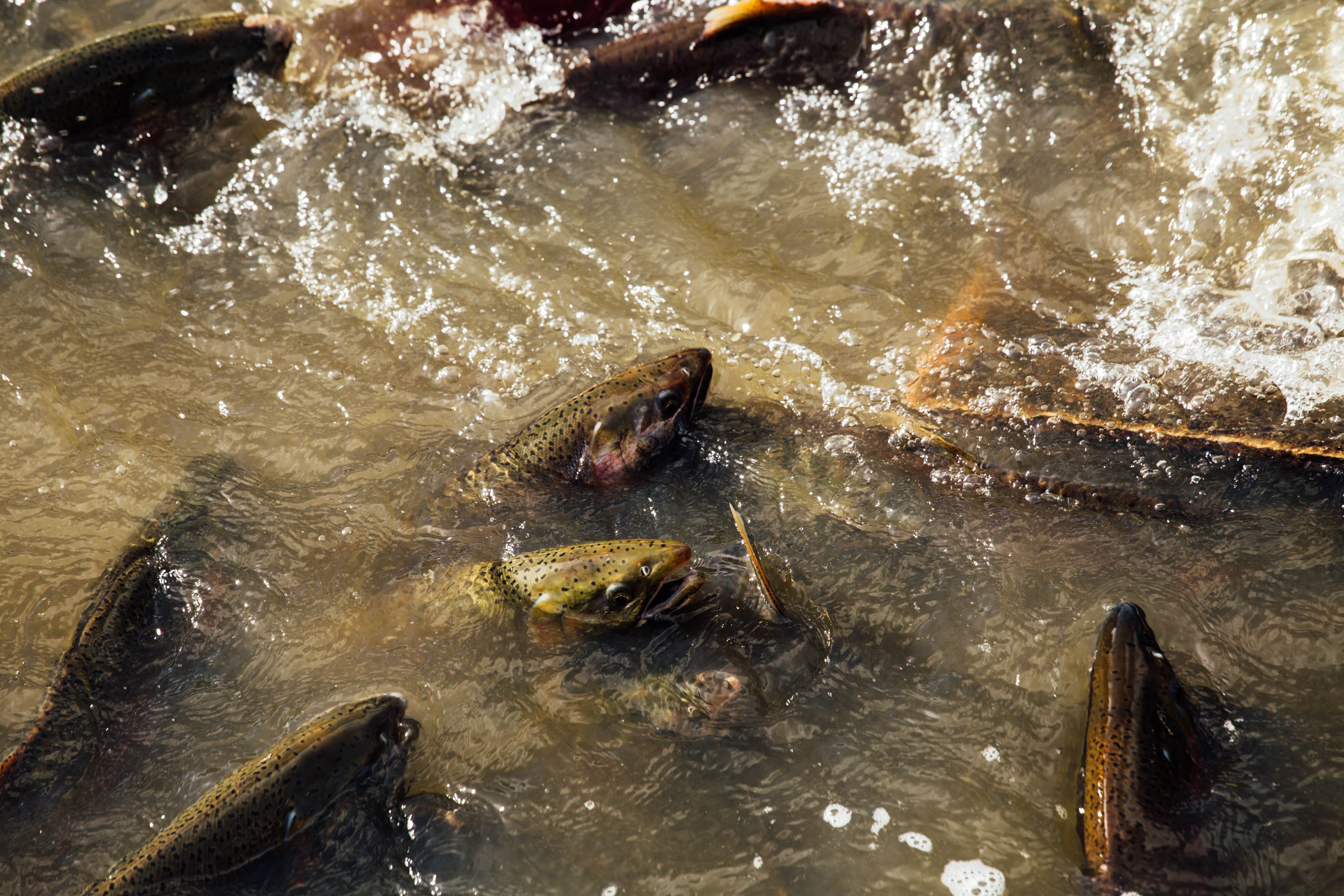 the salmon people the lummi nation is working to bring by the planet magazine the planet