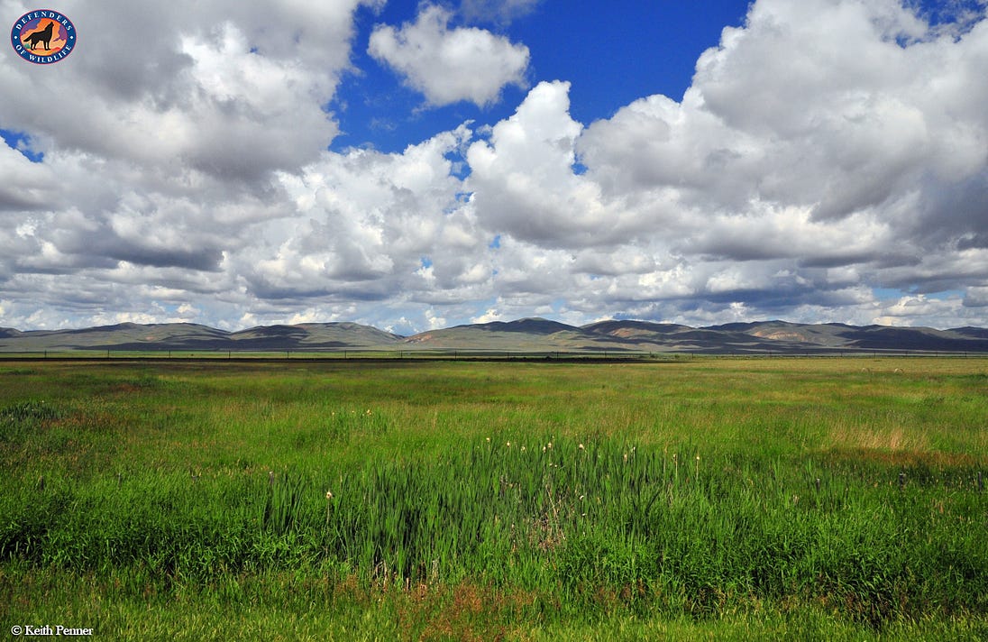 National Wildlife Refuges: A Reason for Hope | by Defenders of Wildlife ...