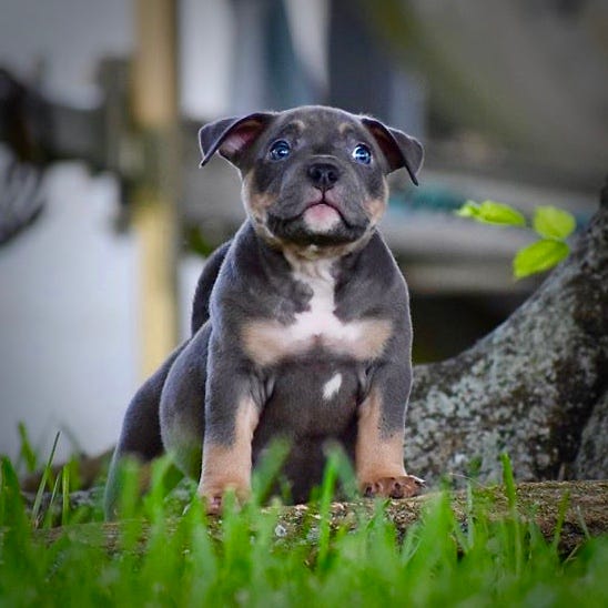 AMAZING PUPPY TRANSFORMATIONS IN THE AMERICAN BULLY BREED | by ...