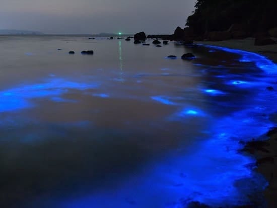 マンタやウミガメと泳ぐことも可能 石垣島の人気アクティビティ 沖縄本島よりも南西にある石垣島の海は水温が高いため 1年中ダイビングなどを楽しめ By Travel Agent Jp Medium