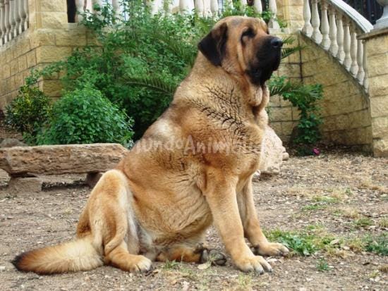 Las 10 razas de perros gigantes más populares | by dizzy pet | Medium