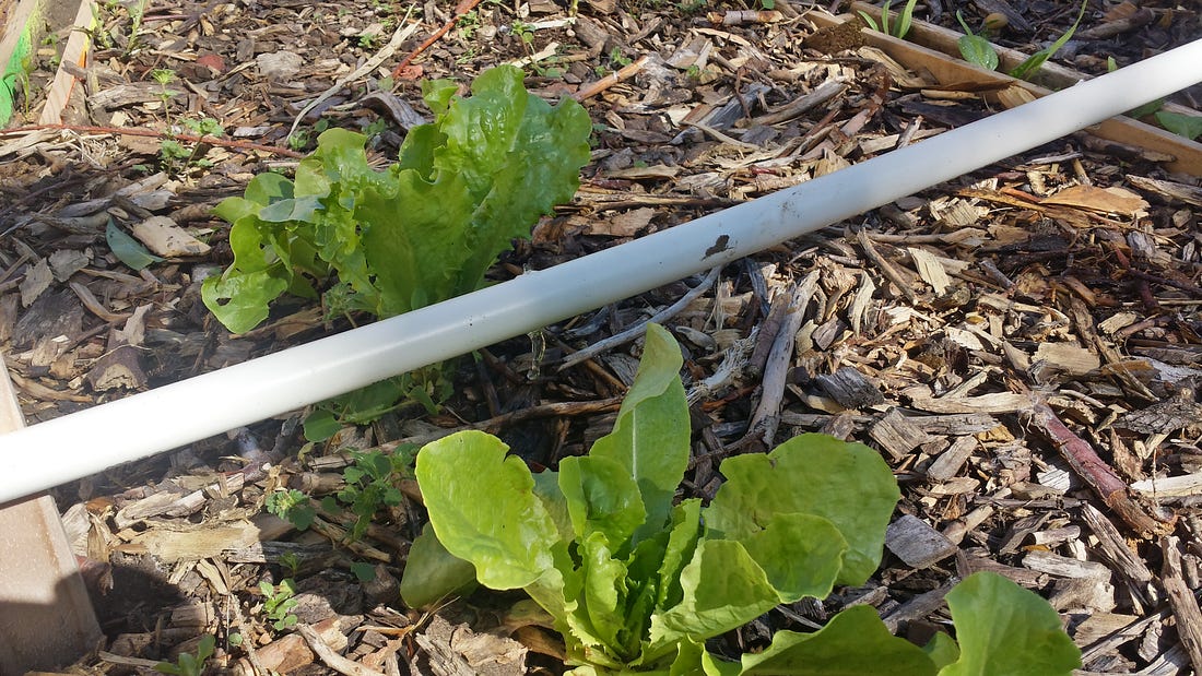PVC Pipe Drip Irrigation. This past weekend I finally got my drip… by