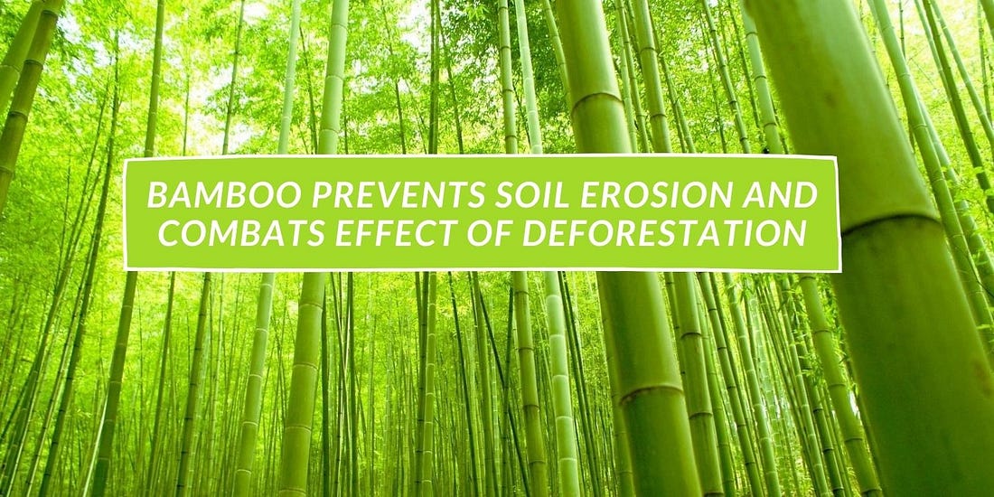 BAMBOO FASTGROWING, VERSATILE AND SUSTAINABLE RESOURCE by Eco