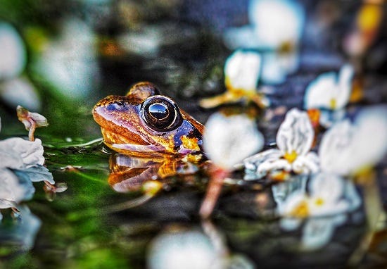 a slick frog in a lily pond
