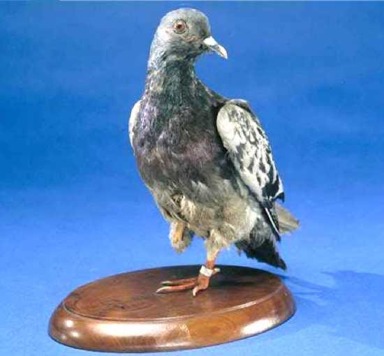 Game Jam Pigeon Delivering Mail Game Jam Pigeon Delivering Mail