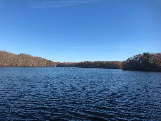 a view of the pond at Blydenburgh County Park with trees in the far background