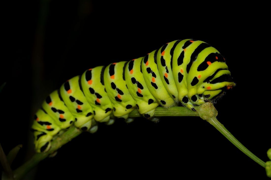 Výsledek obrázku pro Caterpillar