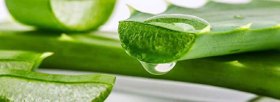 Global Aloe Vera-Based Drinks Market:Sales Channels and Industry Forecast 2019 to 2024 | by Blockerbhau | Medium
