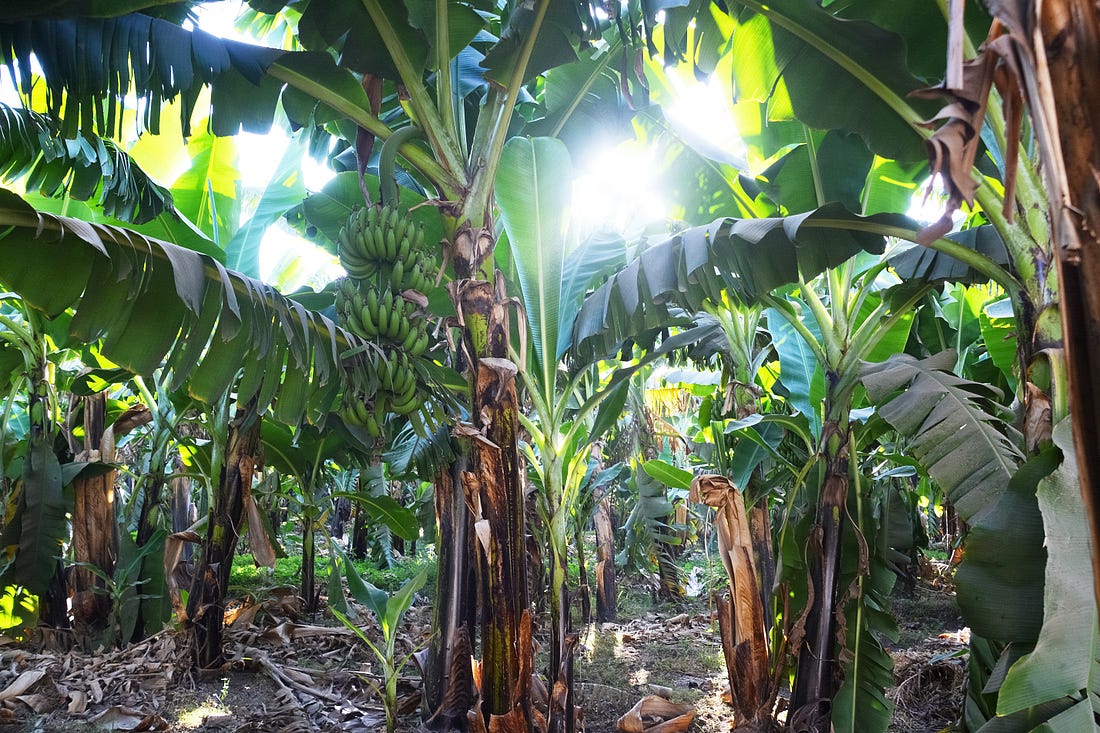 Fusarium TR4 The Future of Bananas by Carlos J. Perez Medium