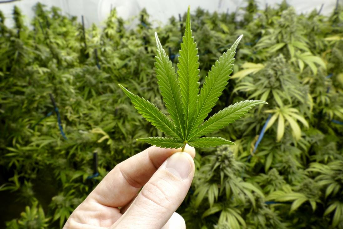 Is Australia Moving Toward Marijuana Legalization? by Louis O'Neill | Medium