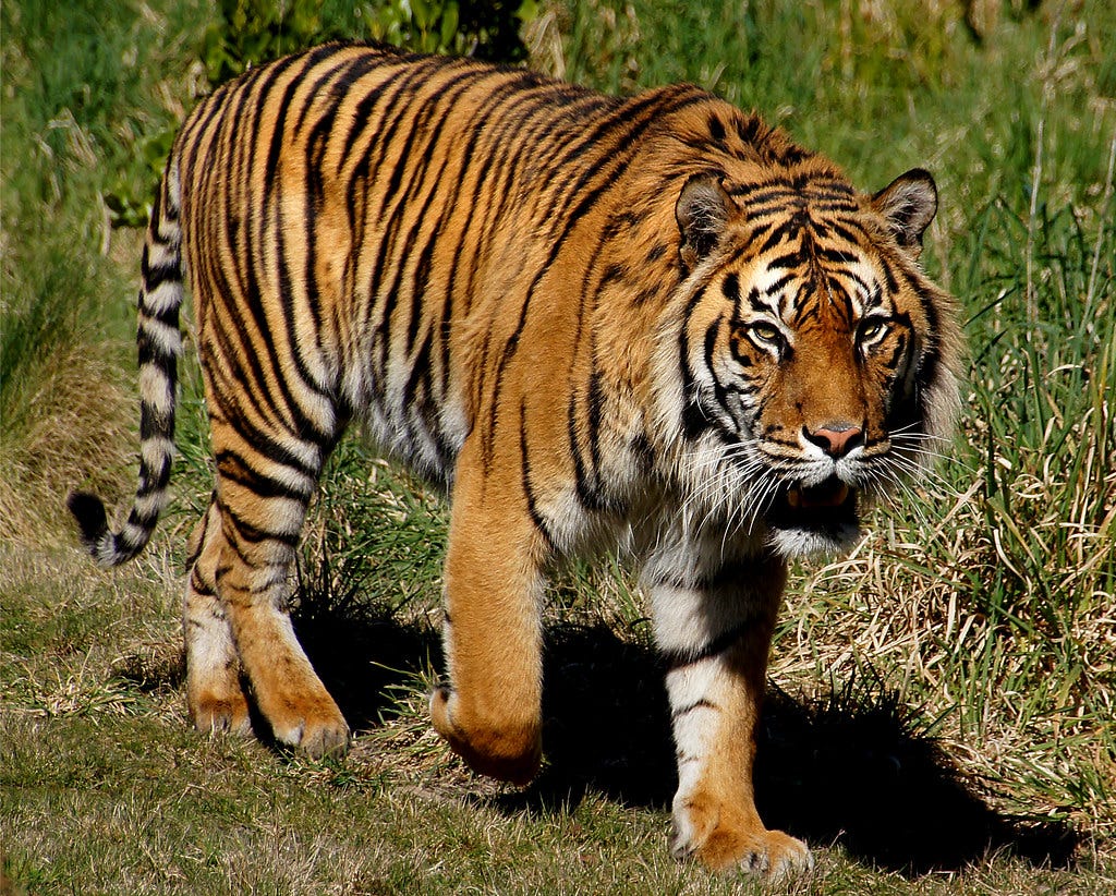 5 Biodiversity Conservation Projects In India You Must Know By Ritu