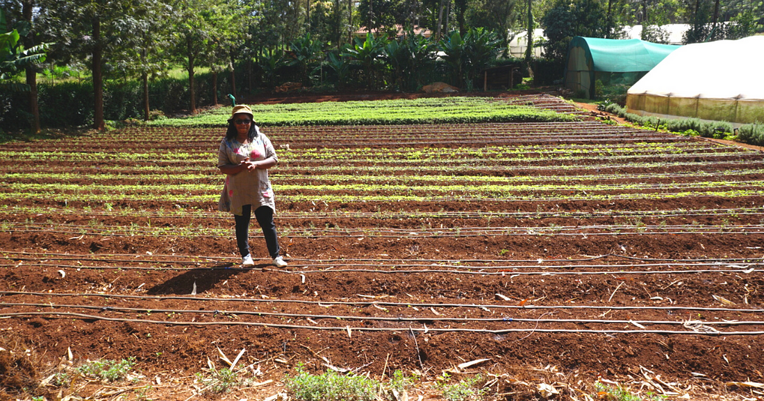 Locally grown herbs for global markets how a Kenyan agribusiness is