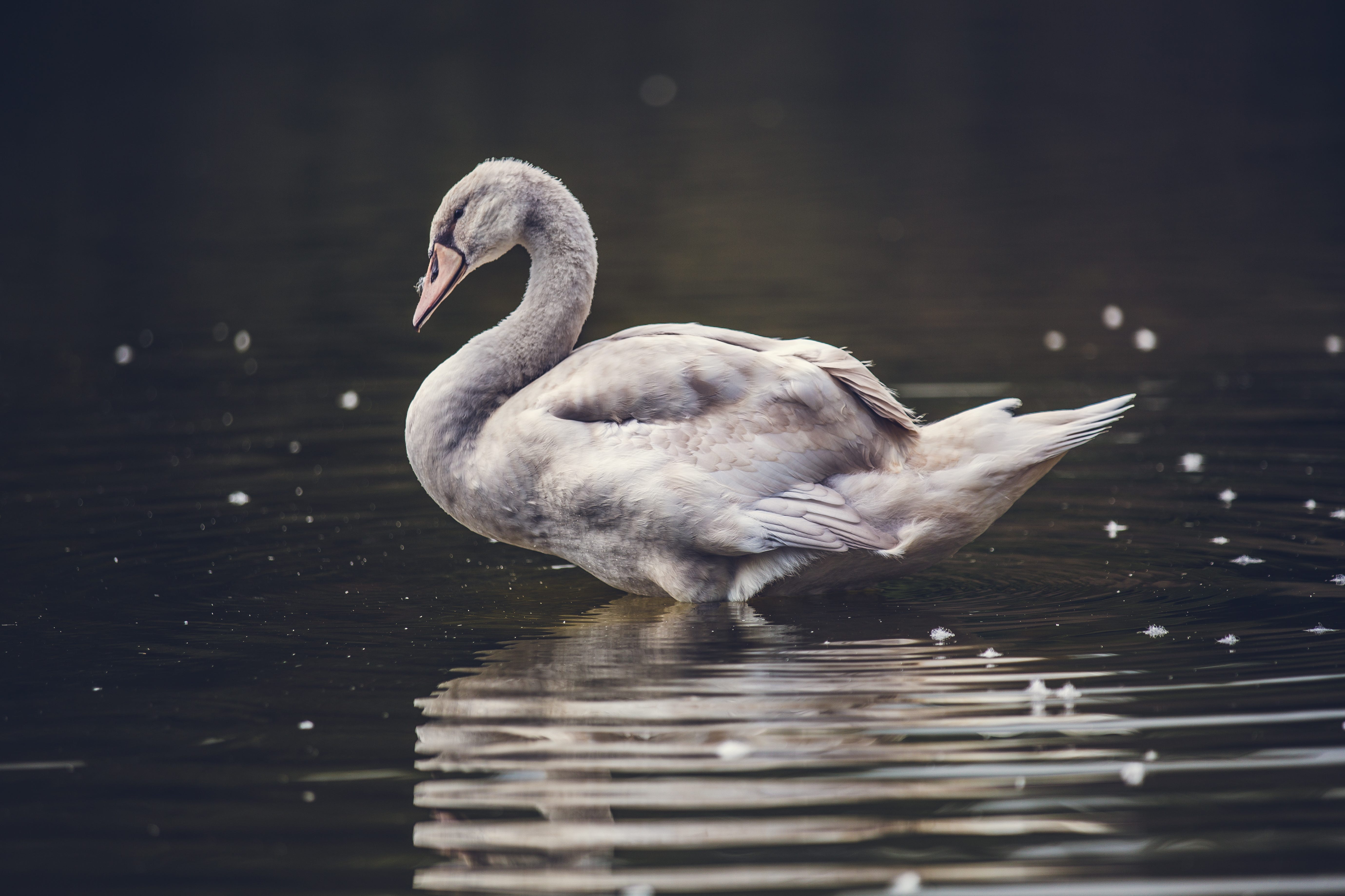 What Color is that Swan?. Nassim Taleb's The Black Swan brought… | by Jason  Bell | Towards Data Science