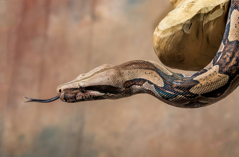 Why Python?. What is Python?  by Gaurav Raheja  Medium