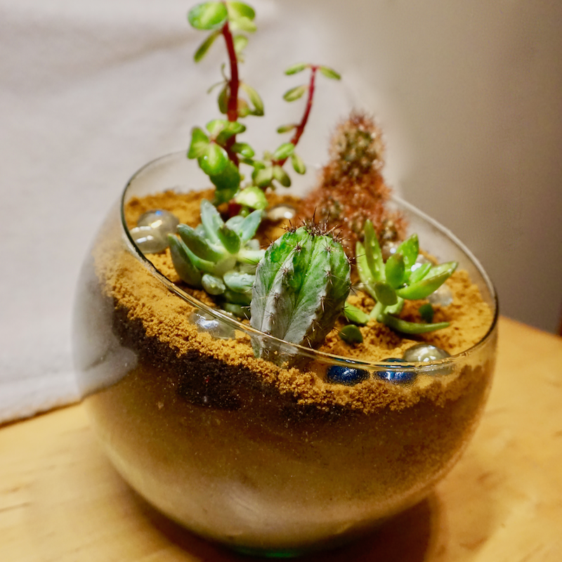 How to Make Your Own Desert Terrarium by Jen Botezat Lady Greenwell