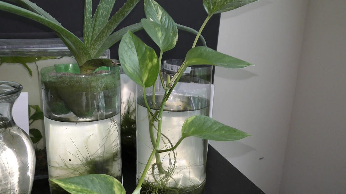 Growing Land Plants Underwater. Among the huge variety in land plants