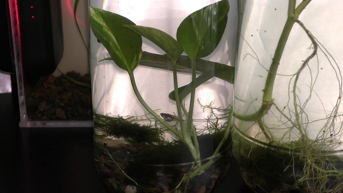 Growing Land Plants Underwater. Among the huge variety in land plants