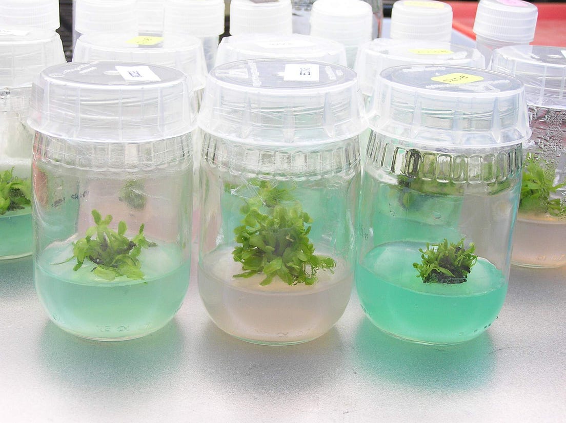 Cloning 101 Plant Tissue Culture by Hiral M. Chavre Medium