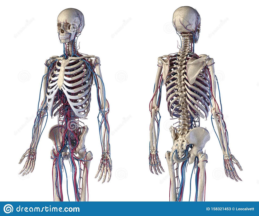 The Bone Structure of HTML. You may not believe me when I tell you