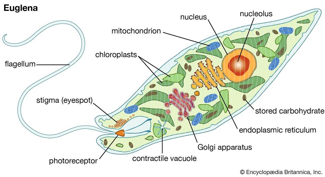 KINGDOM PROTOCTISTA UNICELLULAR EUKARYOTES By Biology Experts Notes 