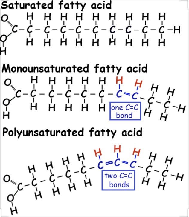 Mitochondria — A Series On Improvement — Part III | by Lee Williams ...