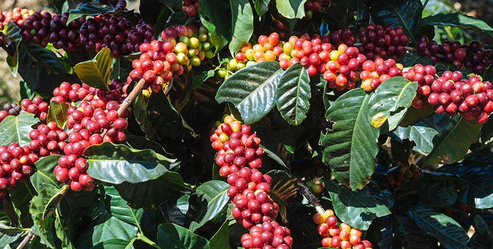 Why Kenyan Coffee is the Best in the World by 1893 Coffee Medium