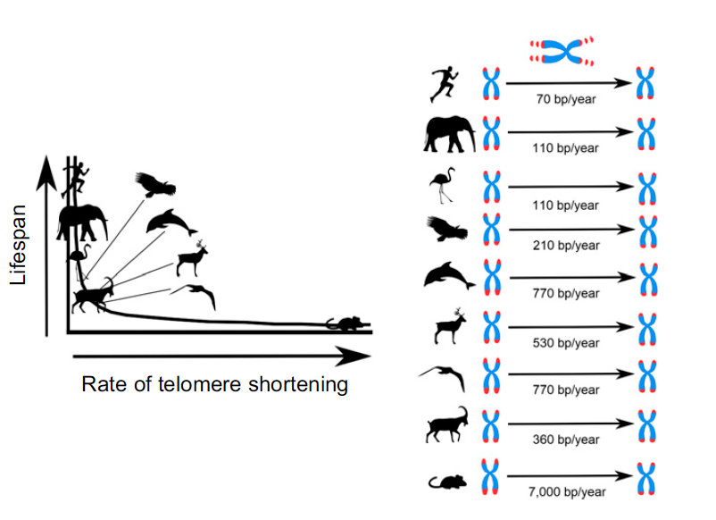 Telomere biology image