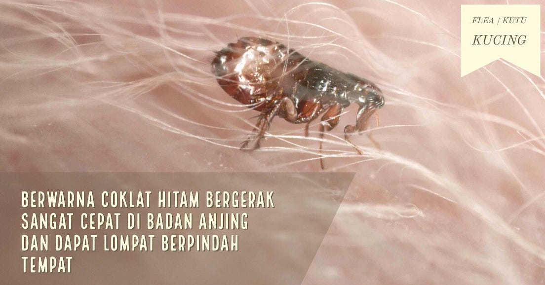 3 JENIS KUTU ANJING | PARAMECTIN RV