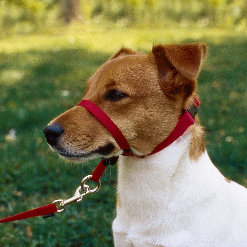 A Quick Guide The Best Leash, Collar/Harness Combo for Your Dog by