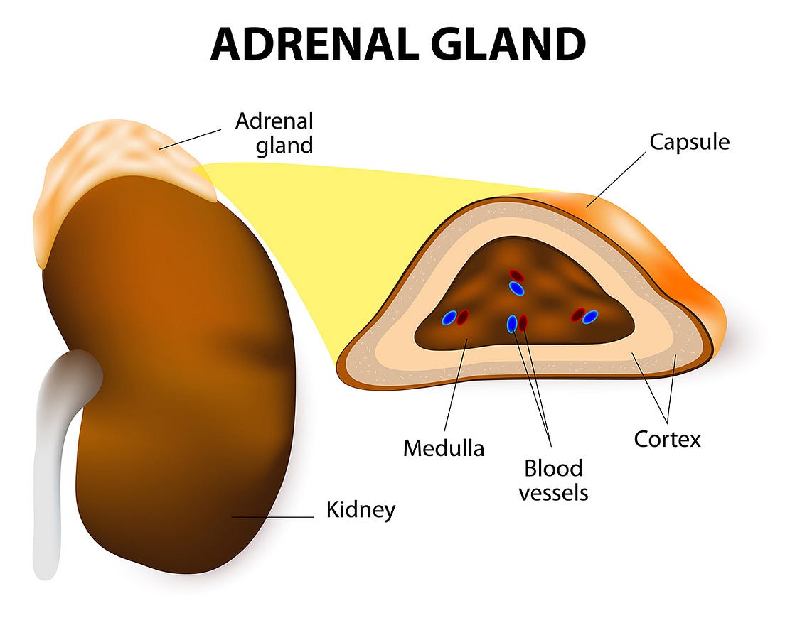 Suprarenal Gland The Suprarenal Gland Are Endorine By Leenanagda 
