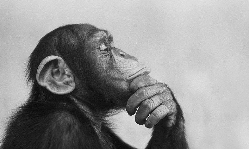 a more Thoughtful Ape. Lessons from Plato on thought processes