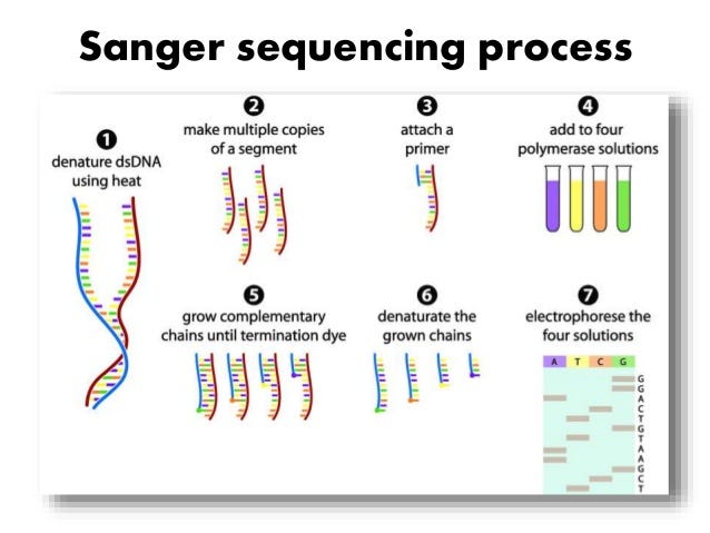 what does excluded mean in a dna test