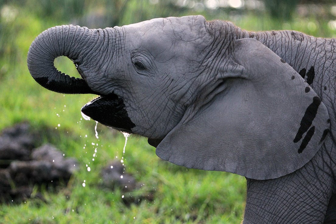 What Is Intelligence? - Galleys - Medium