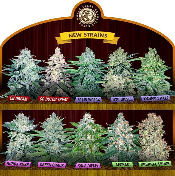 Best Cannabis Seed Banks that Ship to the USA (Legally) by Gene Schaik Medium
