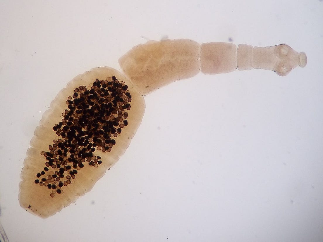 Echinococcose alvéolaire : une maladie de plus en plus répandue en ...