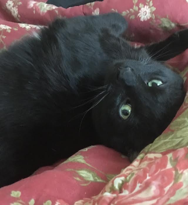An Open Letter From The SleepDeprived Cat by L.A. Strucke MuddyUm