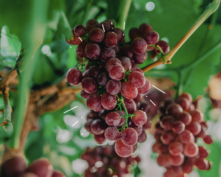 Organic “Candy” Grapes You Won’t Believe Exist by Sebastian Rodríguez