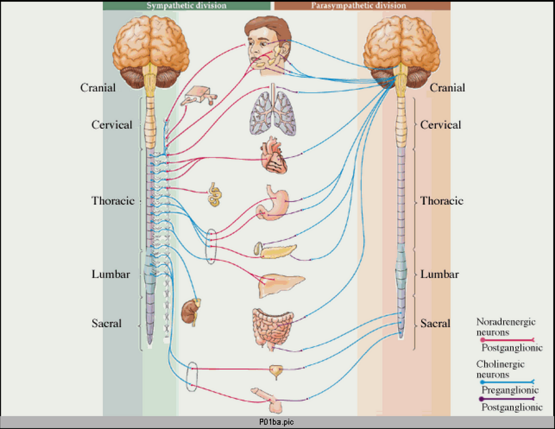 Ancient Secrets About The Vagus Nerve: Revealed | by Sterling Cooley