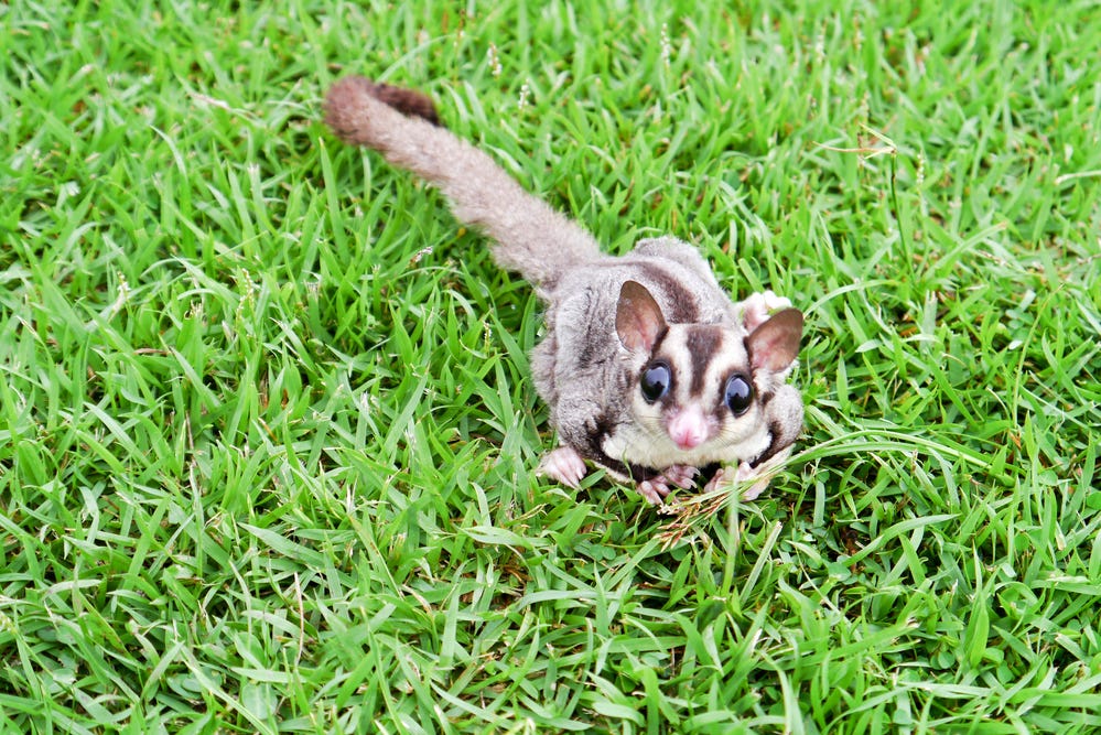 10 Arousing Facts about Sugar Gliders Guaranteed to Turn You On | by