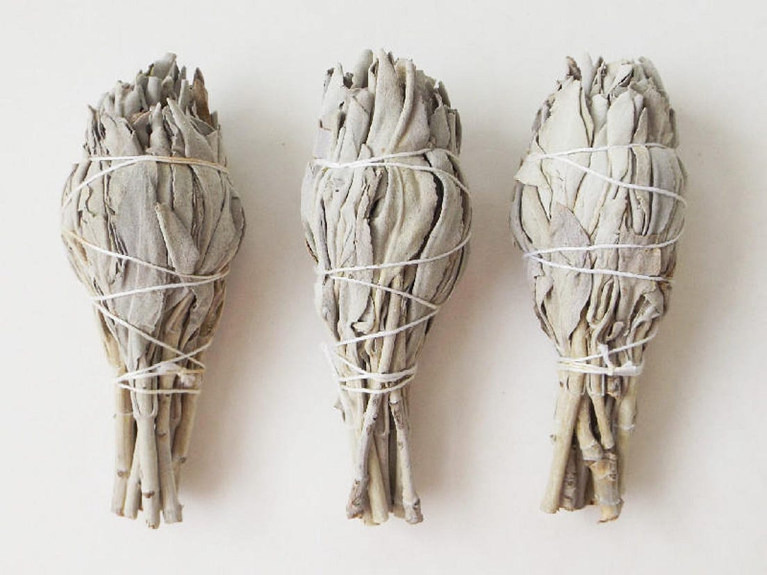 The Current Popularity of White Sage is Causing its Extinction on the