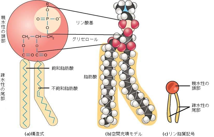  2 5 Japanese Translation Of Biology 2e By 