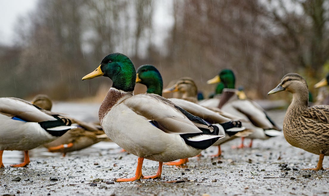 The Ducks At The Park Only Like Me Because I Feed Them By Matt