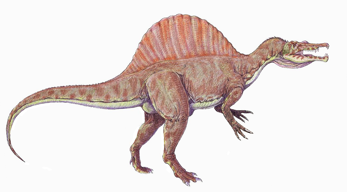 largest spinosaurus ever found