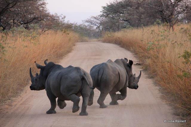 Save the rhino!. In the last 50 years the total rhino