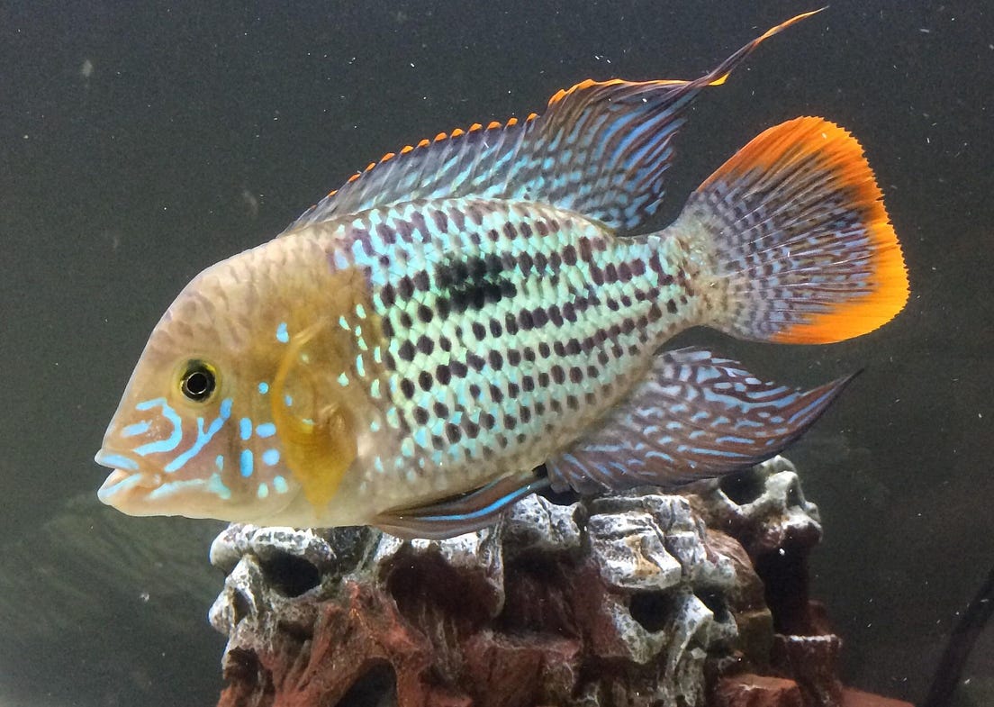 How to Recognize a Male Green Terror Cichlid by Tanu N Prabhu