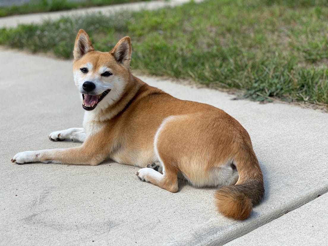 How to use a grey card for perfect white balance