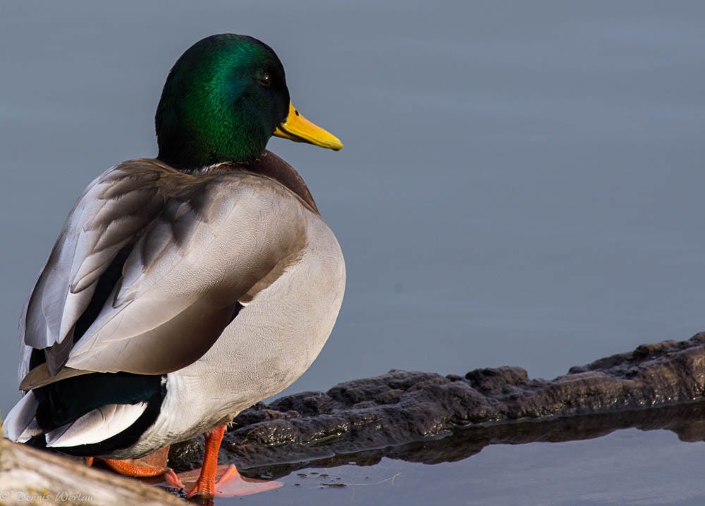Waterfowl of Washington. Species Identification by The Washington
