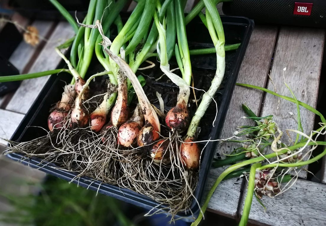 Egyptian Walking Onions. “Say, what’s that type of onion there… by MarkCoffeeGeek Medium